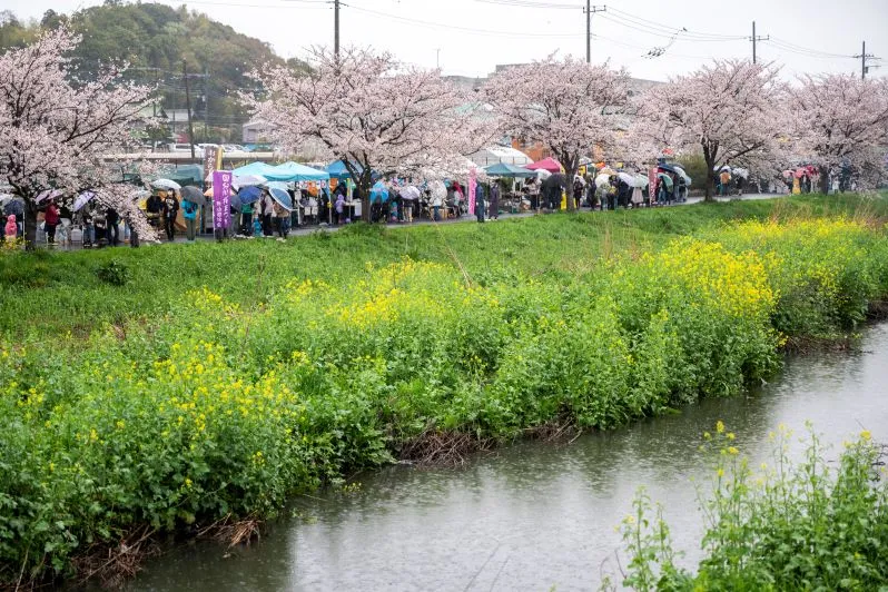 国分川桜まつり_1