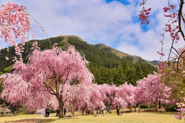 竹田の里 しだれ桜まつり