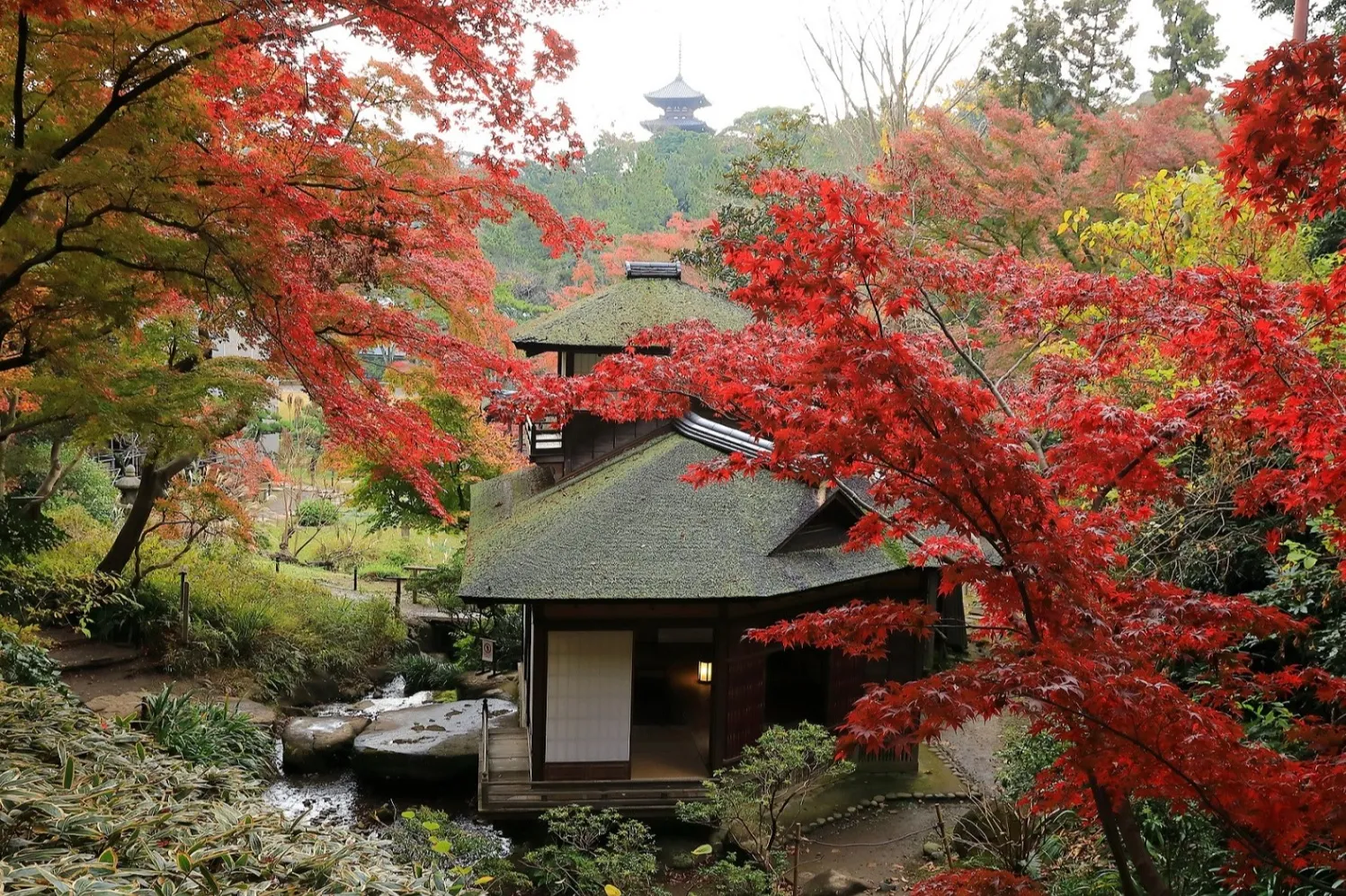 紅葉の遊歩道開放_1