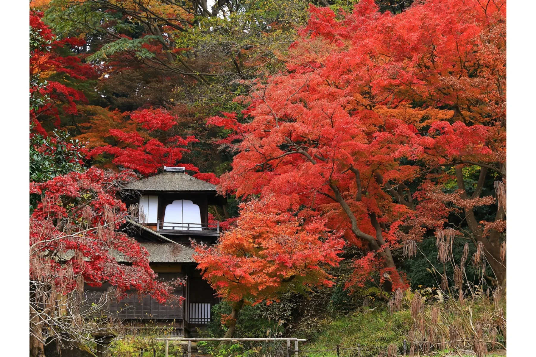 紅葉の遊歩道開放_2