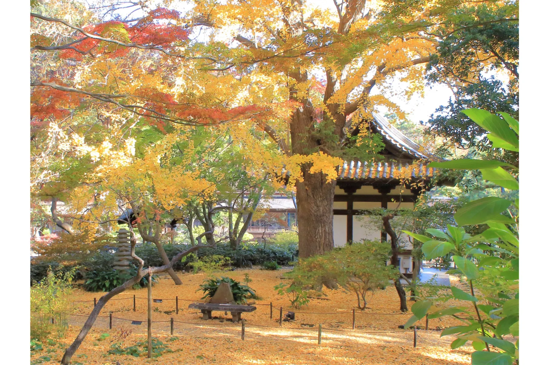 紅葉の遊歩道開放_3