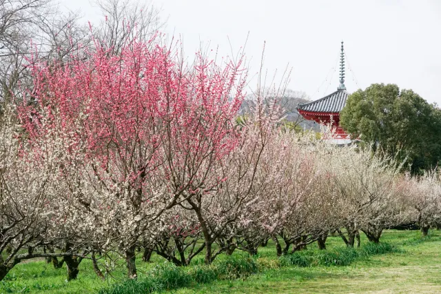 【花・見ごろ】旧嵯峨御所 大本山大覚寺　大沢池エリア