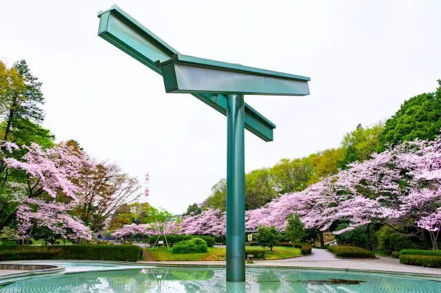 【桜・見ごろ】芹ヶ谷公園