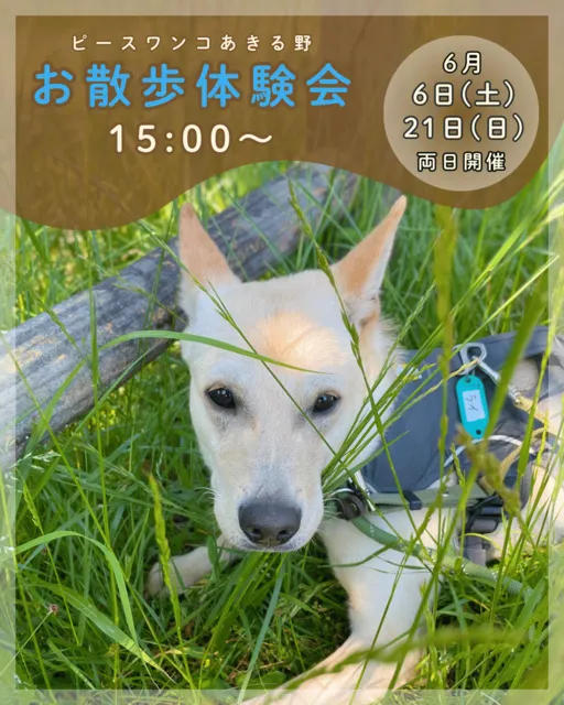 保護犬お散歩体験会
