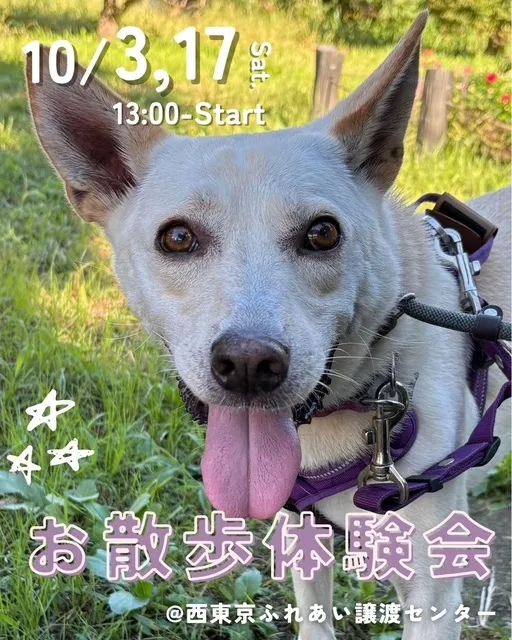 お散歩体験会