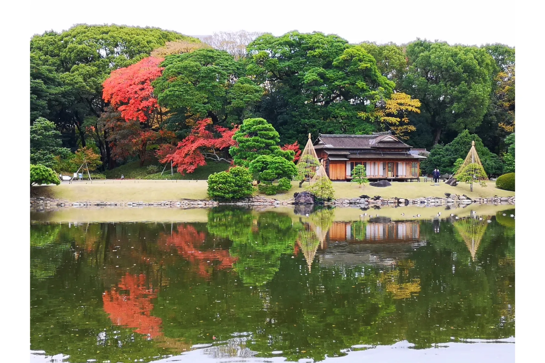 浜離宮恩賜庭園の紅葉情報_2