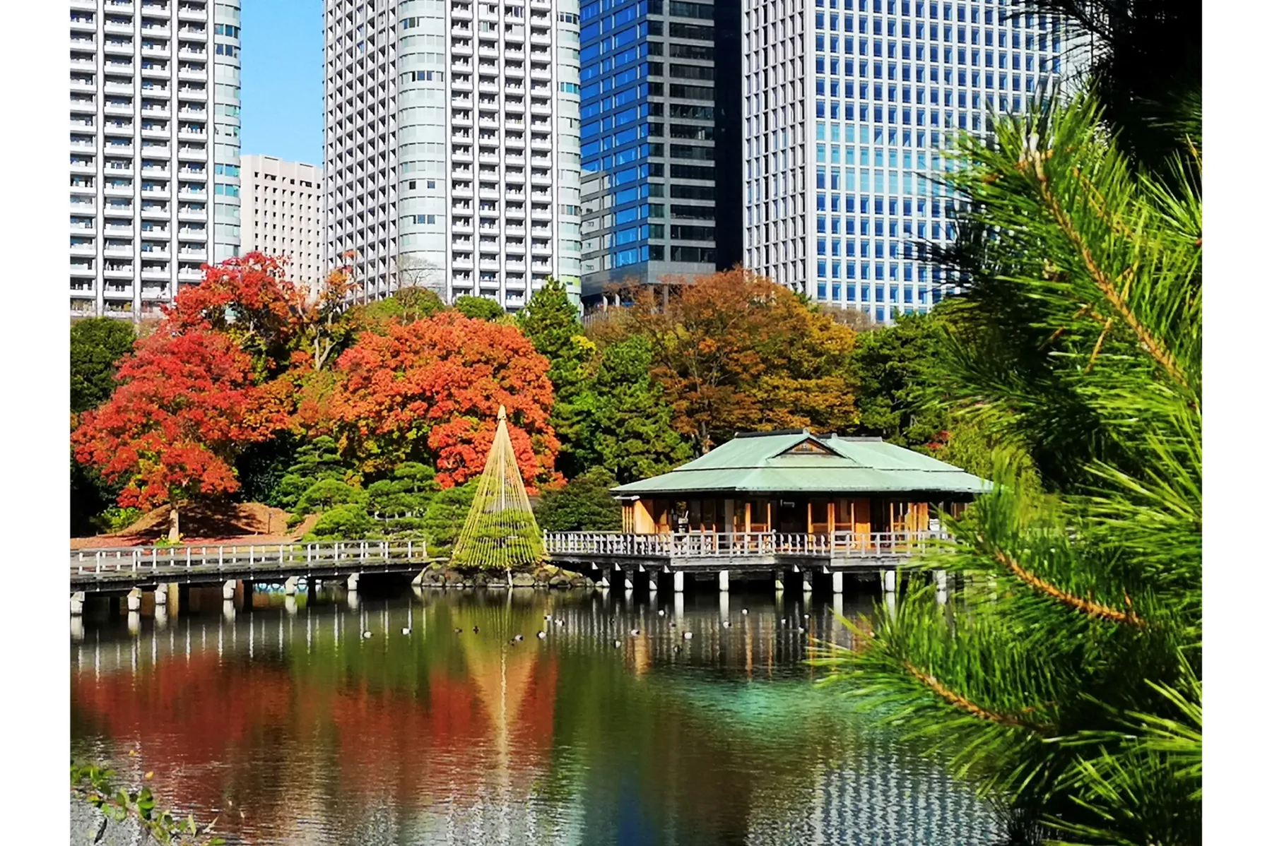 浜離宮恩賜庭園の紅葉情報_3