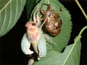 真夏の夜の夢、 セミの変身を見よう！（鶴見緑地）
