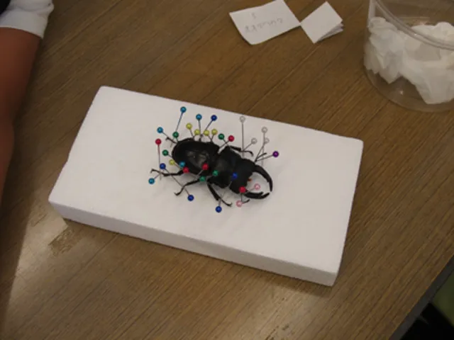 虫講座「昆虫標本の作り方」