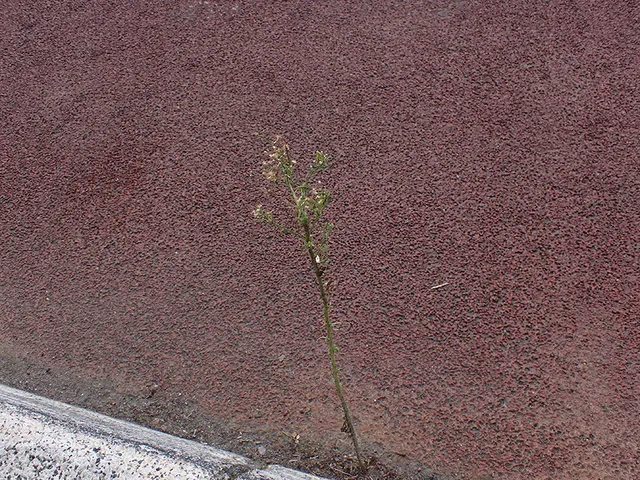 大人の科学バー・新植物編vol.1