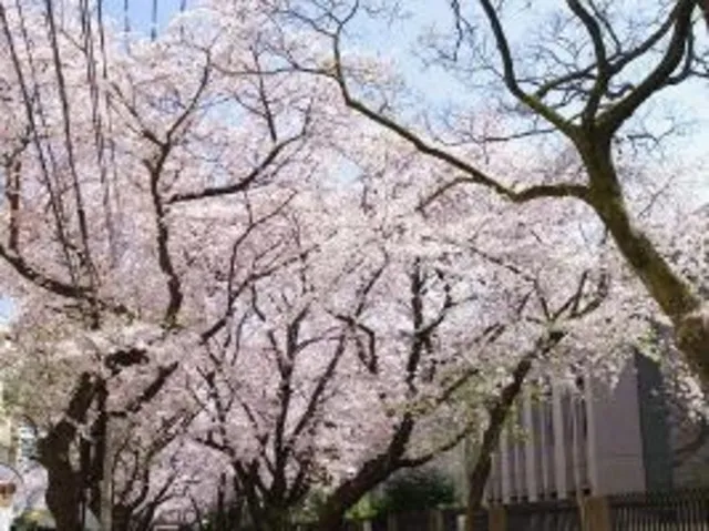 【桜・見ごろ】国府台公園