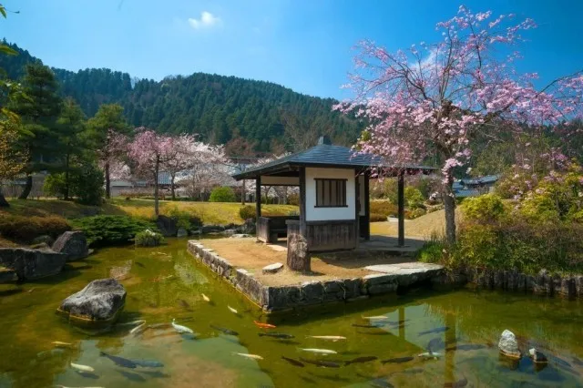 【桜・見ごろ】小次郎公園
