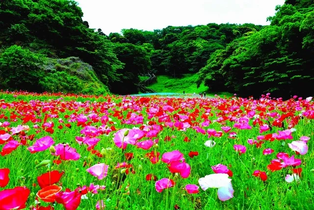 くりはま花の国　ポピー・ネモフィラまつり