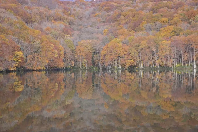 【紅葉・見ごろ】蔦沼