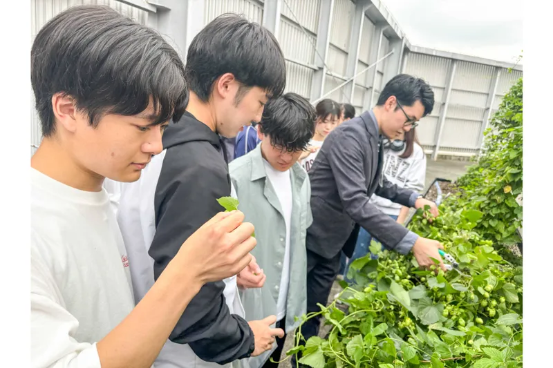 ≪ホップの収穫の様子≫