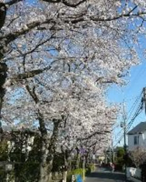 【桜・見ごろ】文学の道