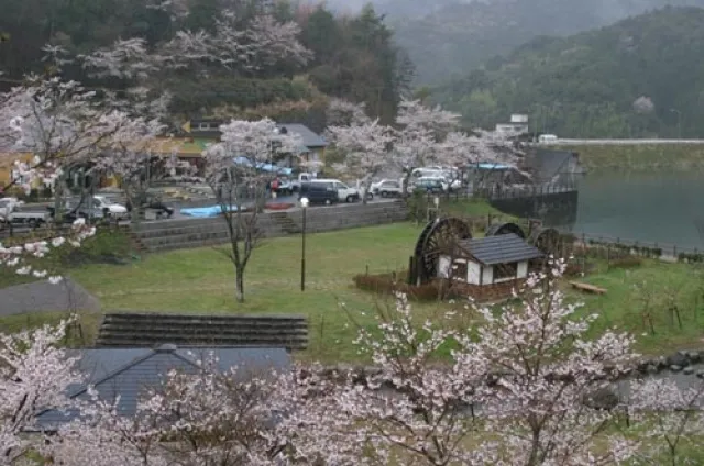 並石ダムグリーンランドの桜