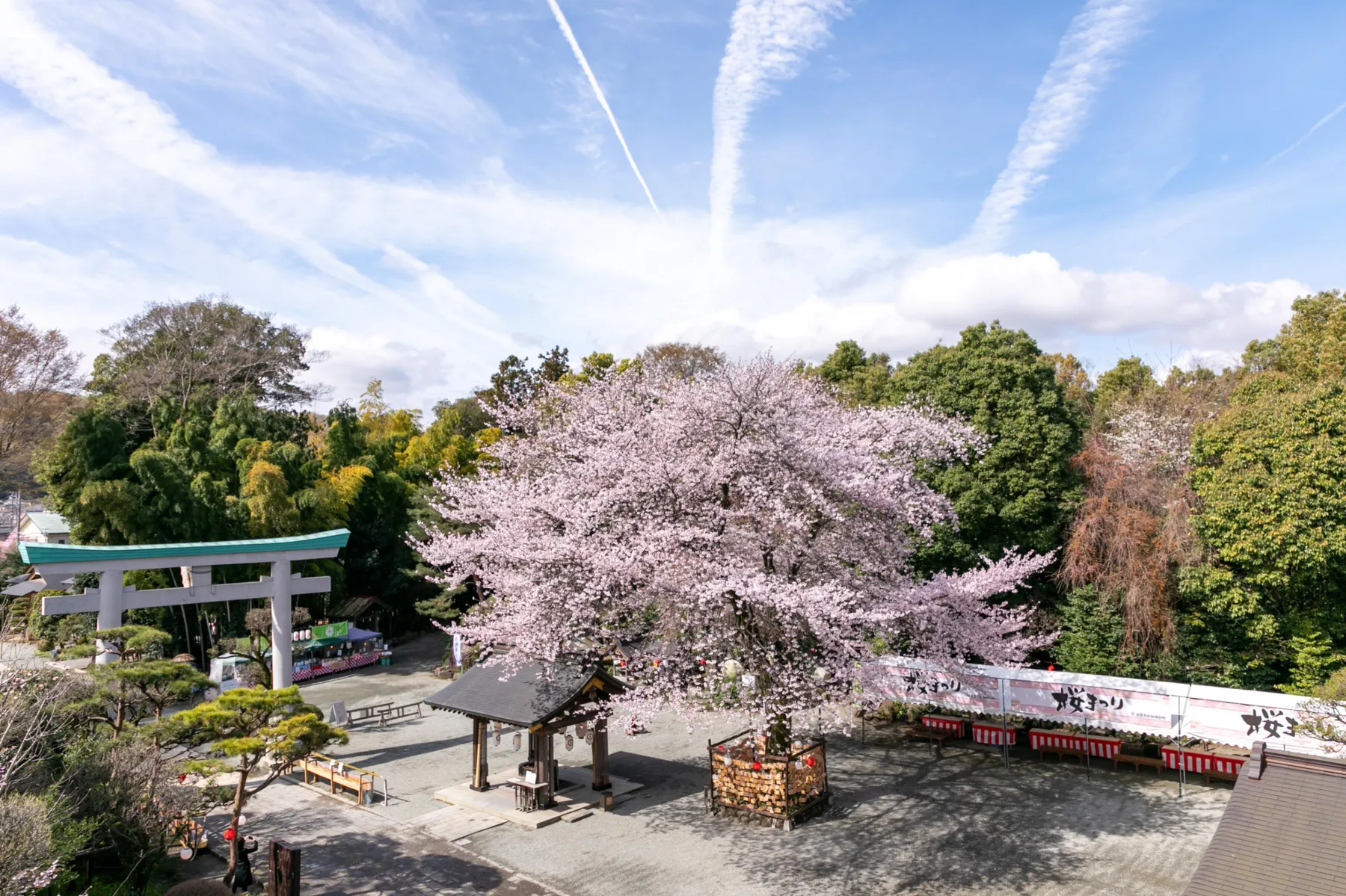南はだの村 桜まつり_1