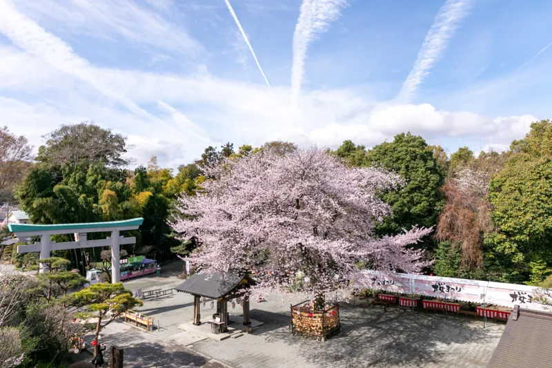 境内のソメイヨシノ「良縁桜」の例年の様子