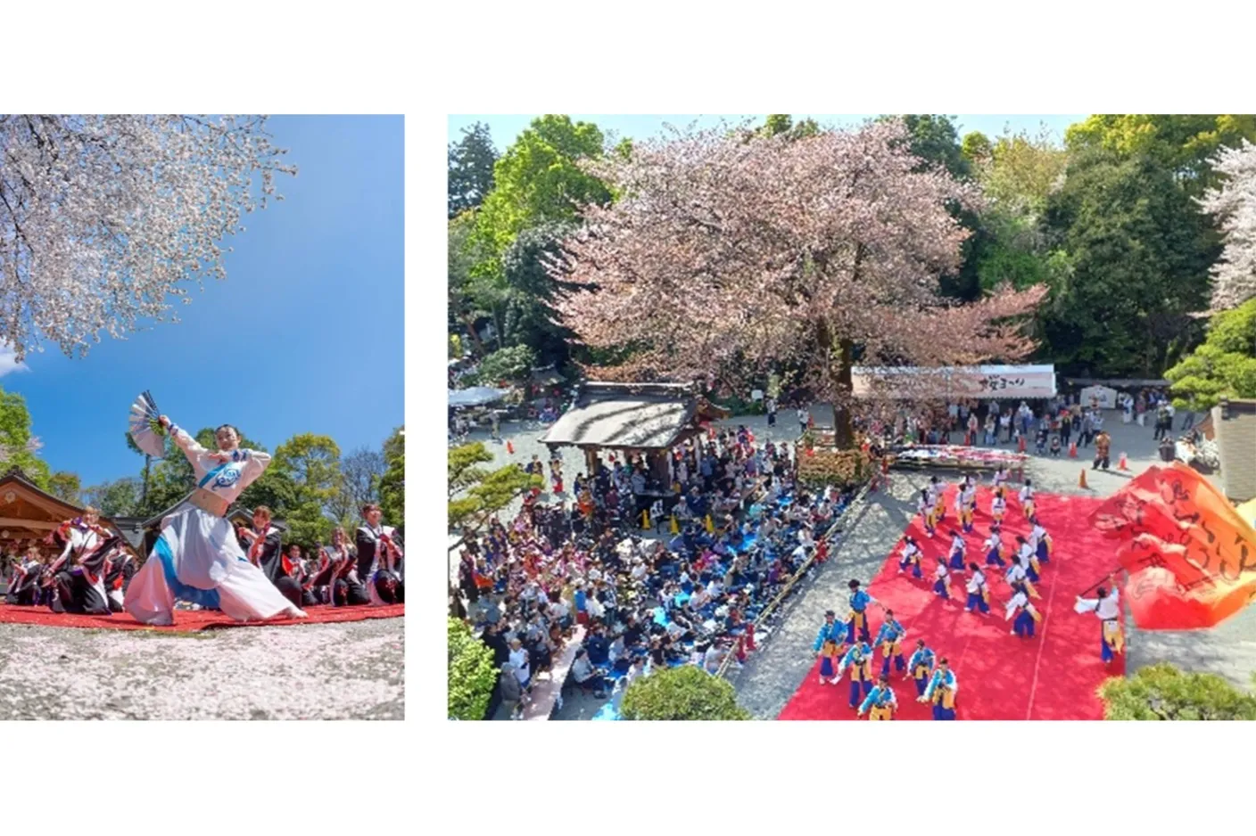南はだの村 桜まつり_4