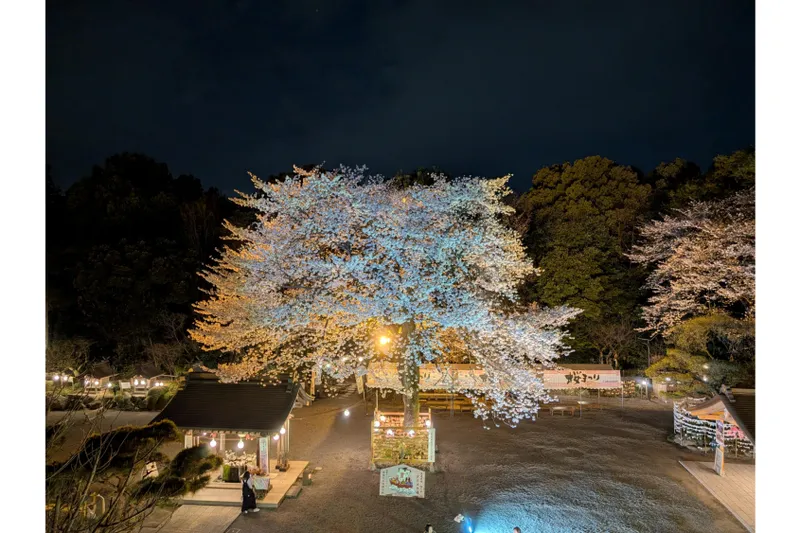 出雲大社相模分祠のシンボル「良縁桜」