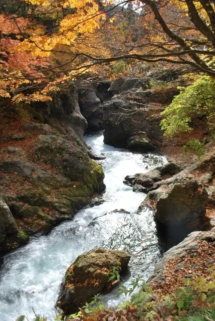 【紅葉・見ごろ】真瀬渓谷