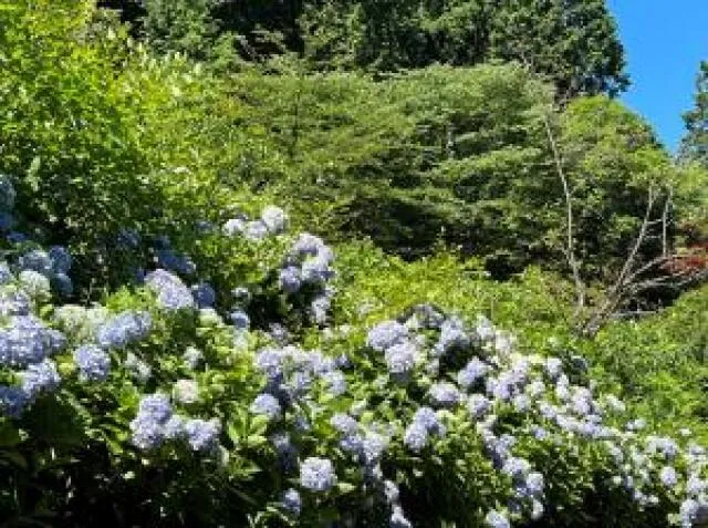 【あじさい・見ごろ】塩ヶ森ふるさと公園_1