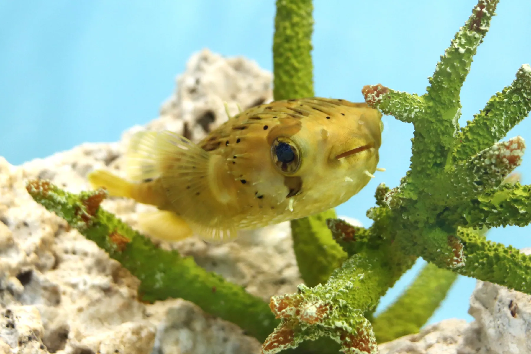 サンシャイン水族館 特別展『サンシャイン水族館×高橋書店「ざんねんないきもの事典」シリーズ　ざんねんないきもの展３_2