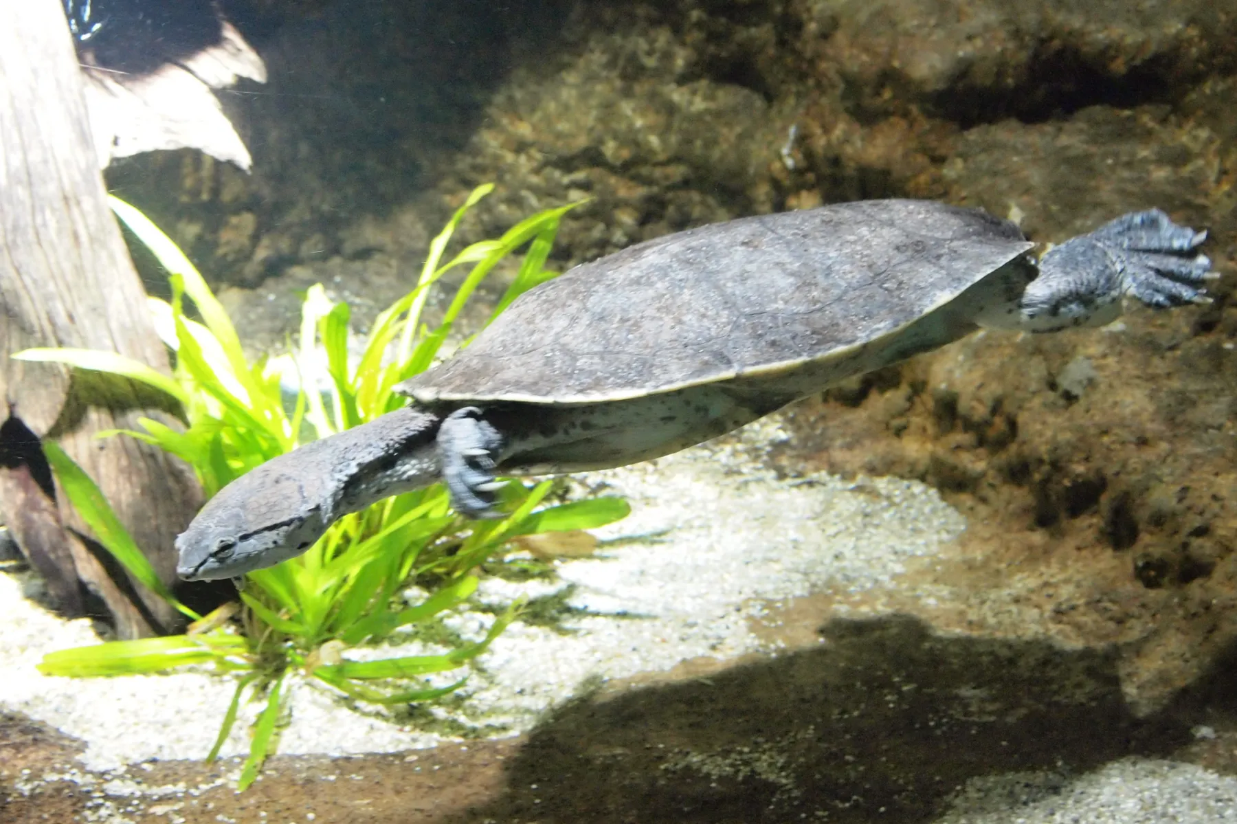 サンシャイン水族館 特別展『サンシャイン水族館×高橋書店「ざんねんないきもの事典」シリーズ　ざんねんないきもの展３_4