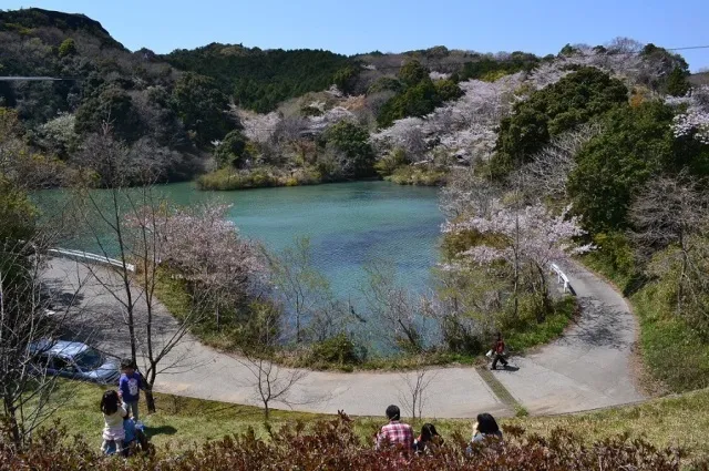 【桜・見ごろ】動鳴気峡