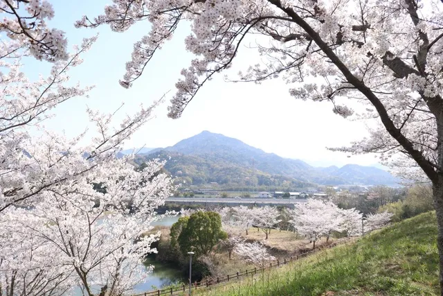 【桜・見ごろ】とらまる公園