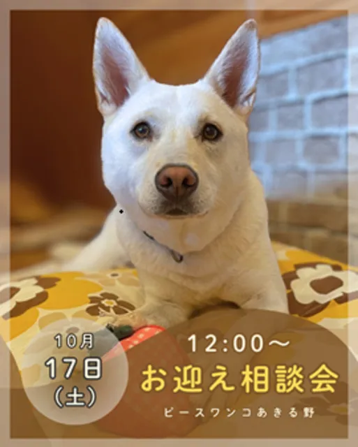 保護犬お迎え相談会