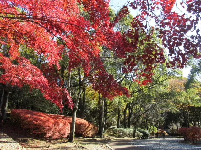 【紅葉・見ごろ】生田緑地