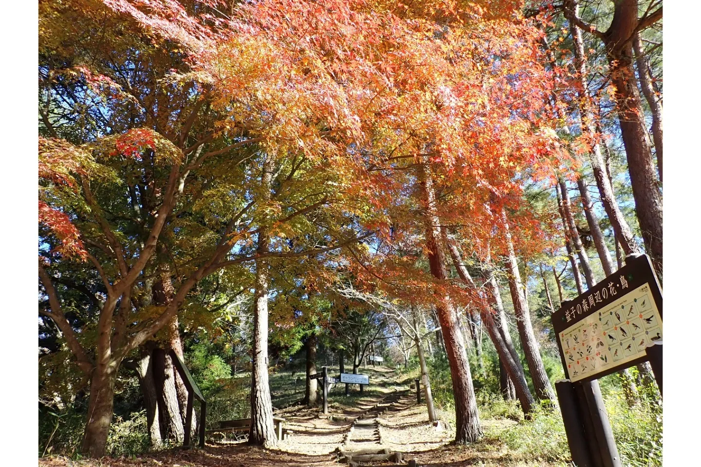 益子の森の紅葉情報_1