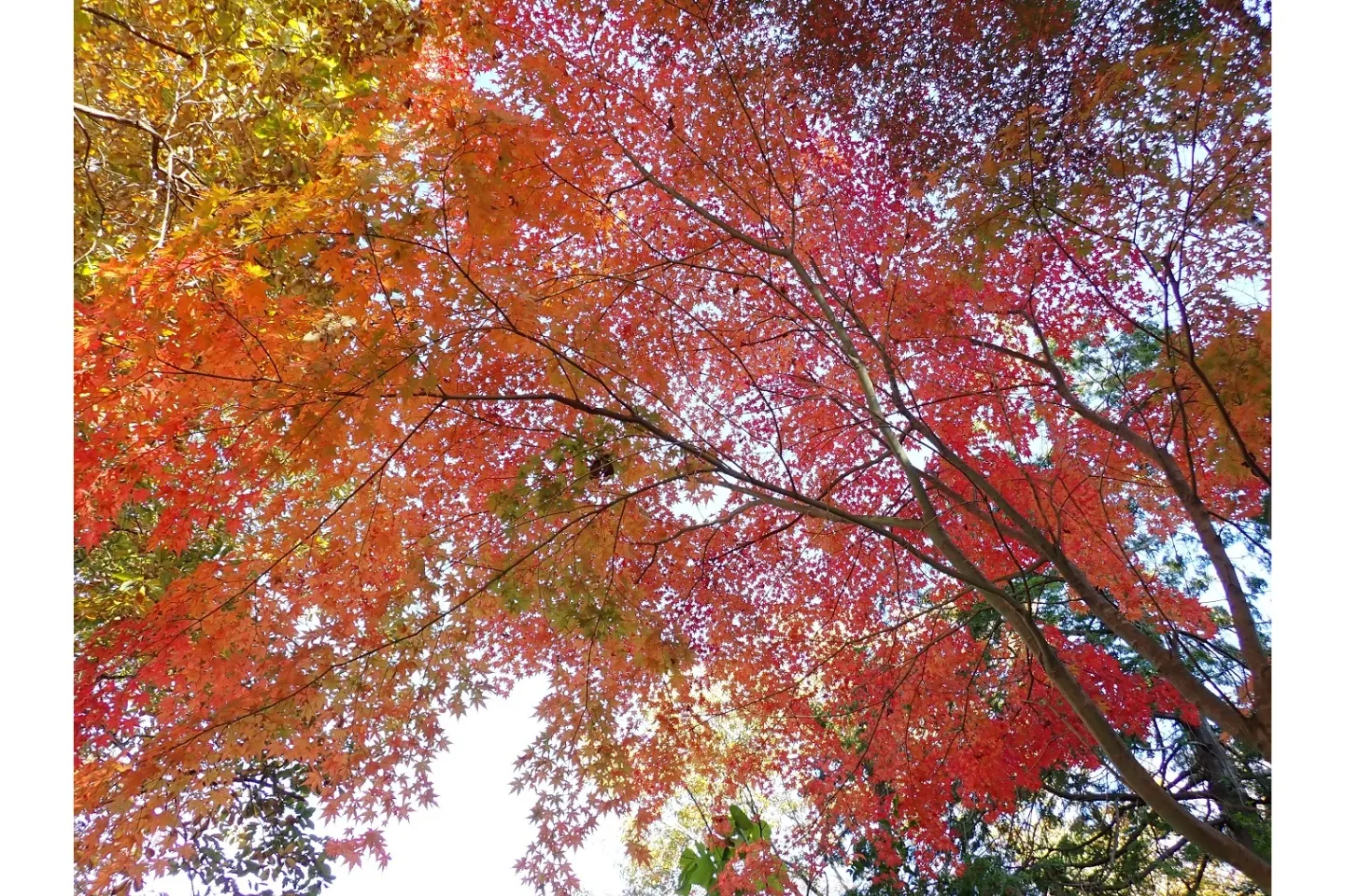 益子の森の紅葉情報_2