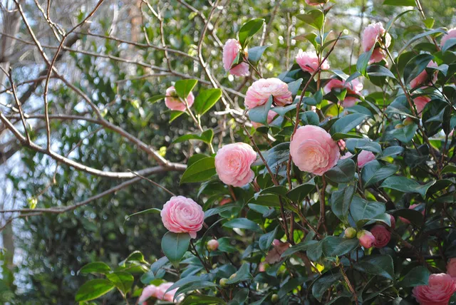 【花・見ごろ】実篤公園　椿
