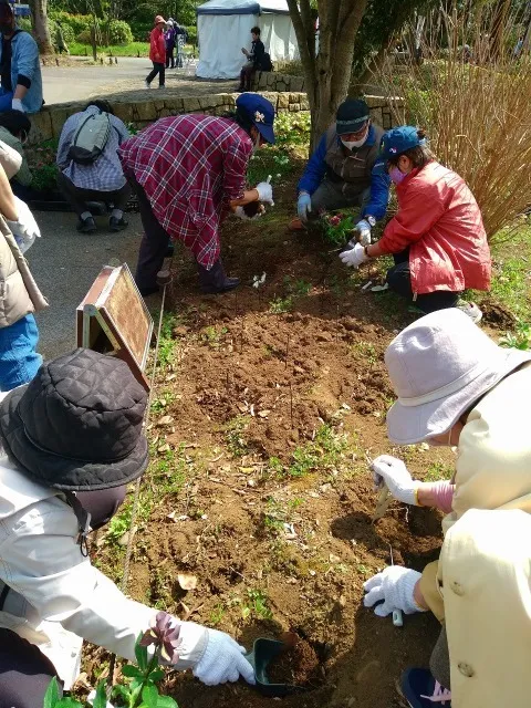 国営昭和記念公園　クリスマスローズの魅力～ガイドツアー＆植栽体験～