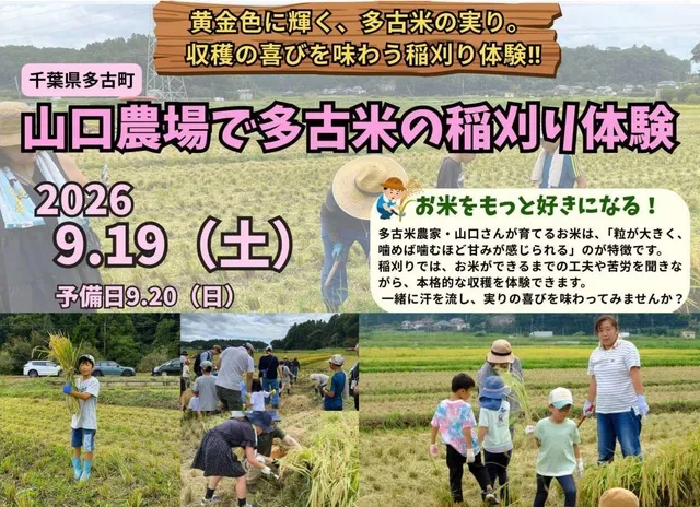 多古米の稲刈り体験