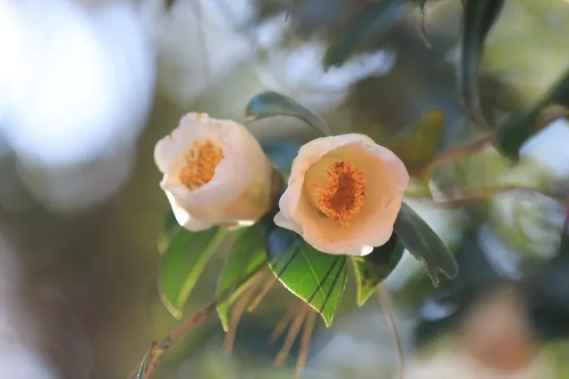 【花・見ごろ】国営武蔵丘陵森林公園　椿