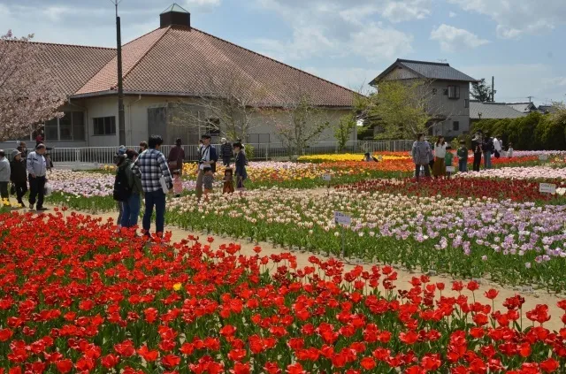 そうさチューリップ祭り
