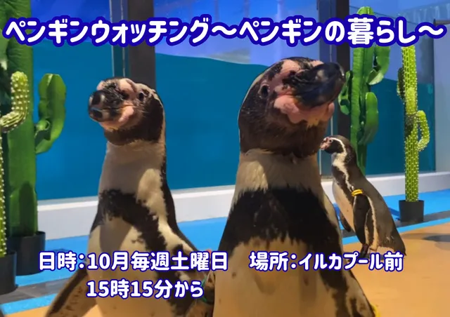 ペンギンウォッチング～ペンギンの暮らし～