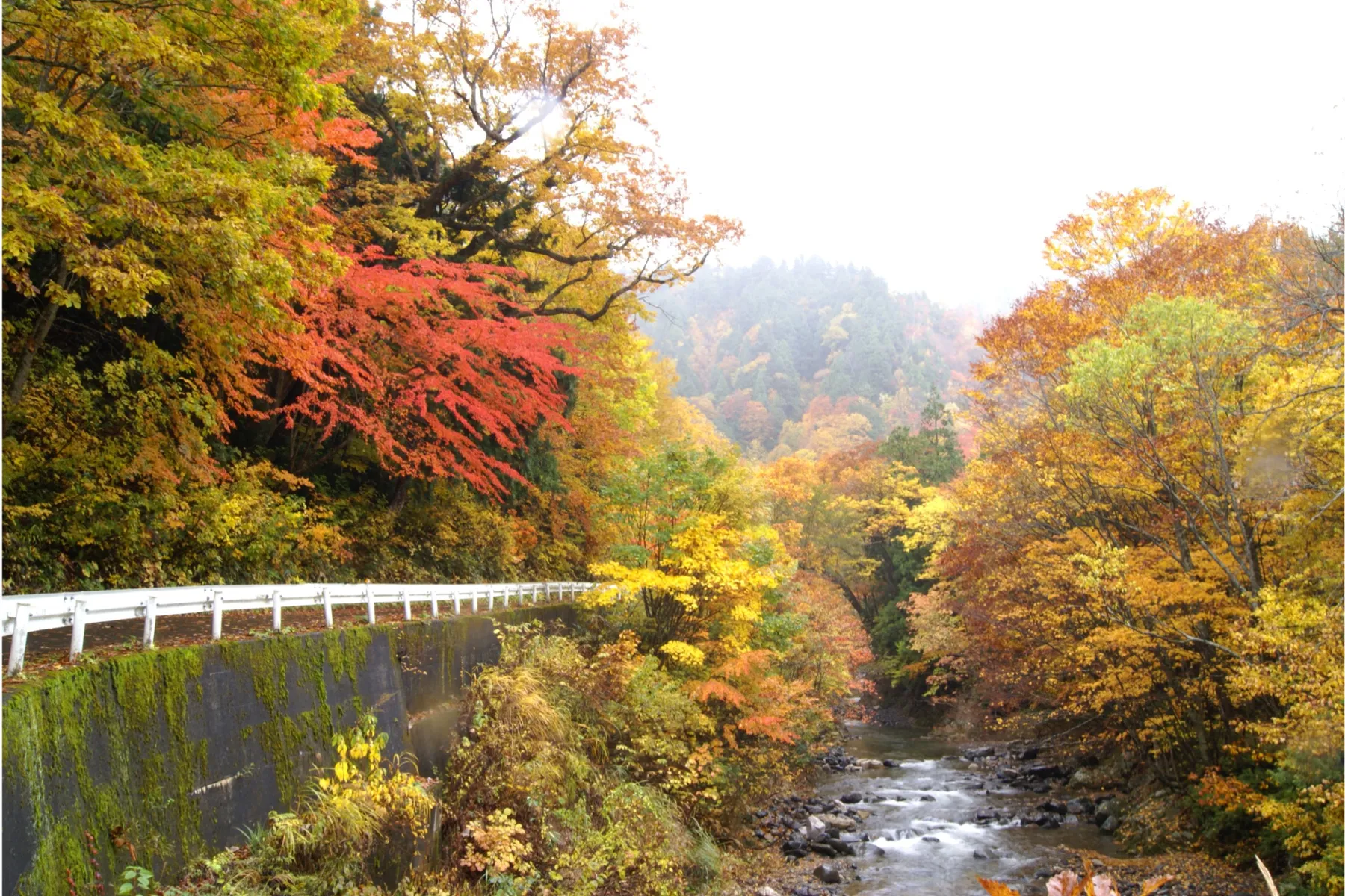 照葉峡の紅葉情報_1