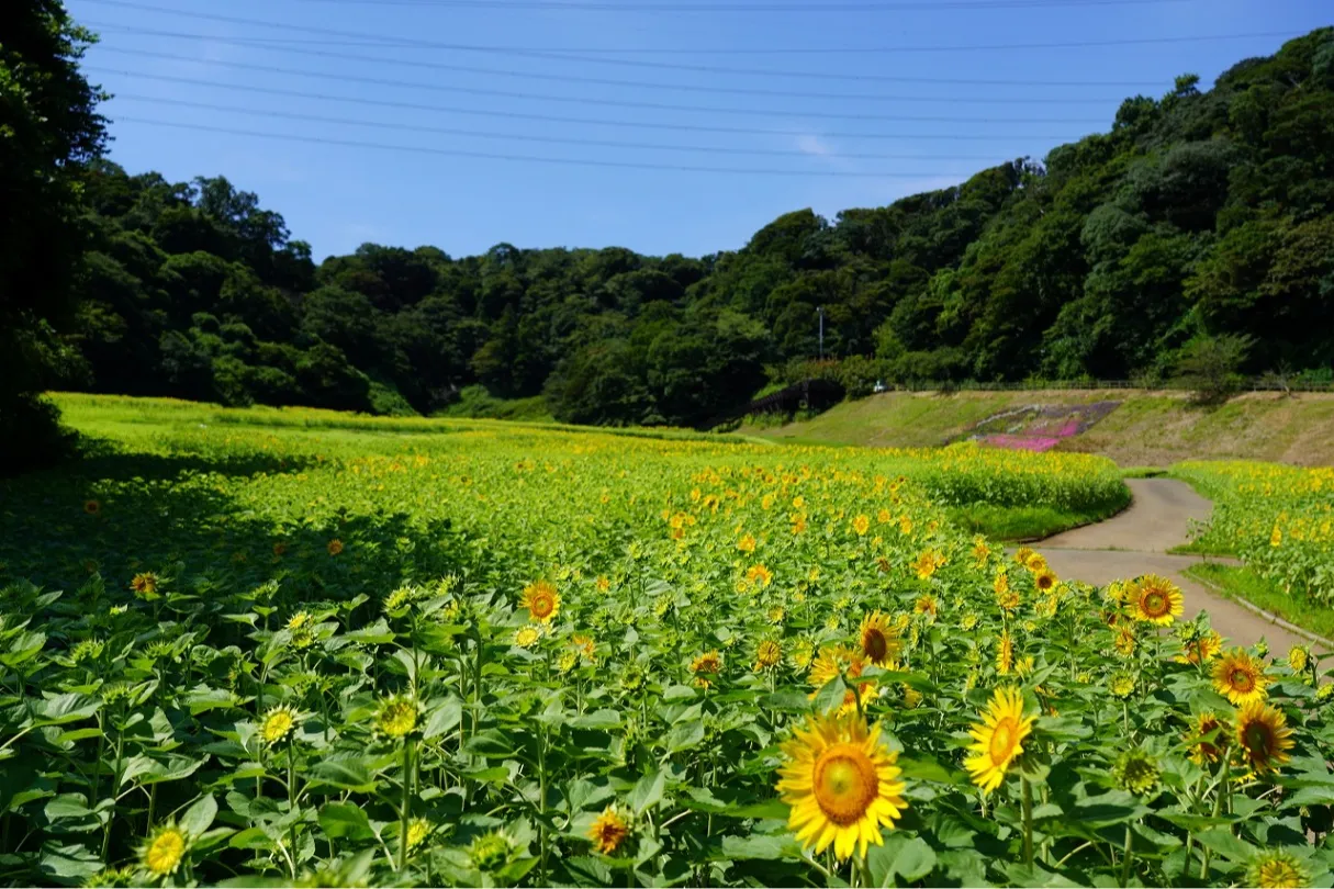 「ヒマワリ」の見頃【横須賀市くりはま花の国】_1