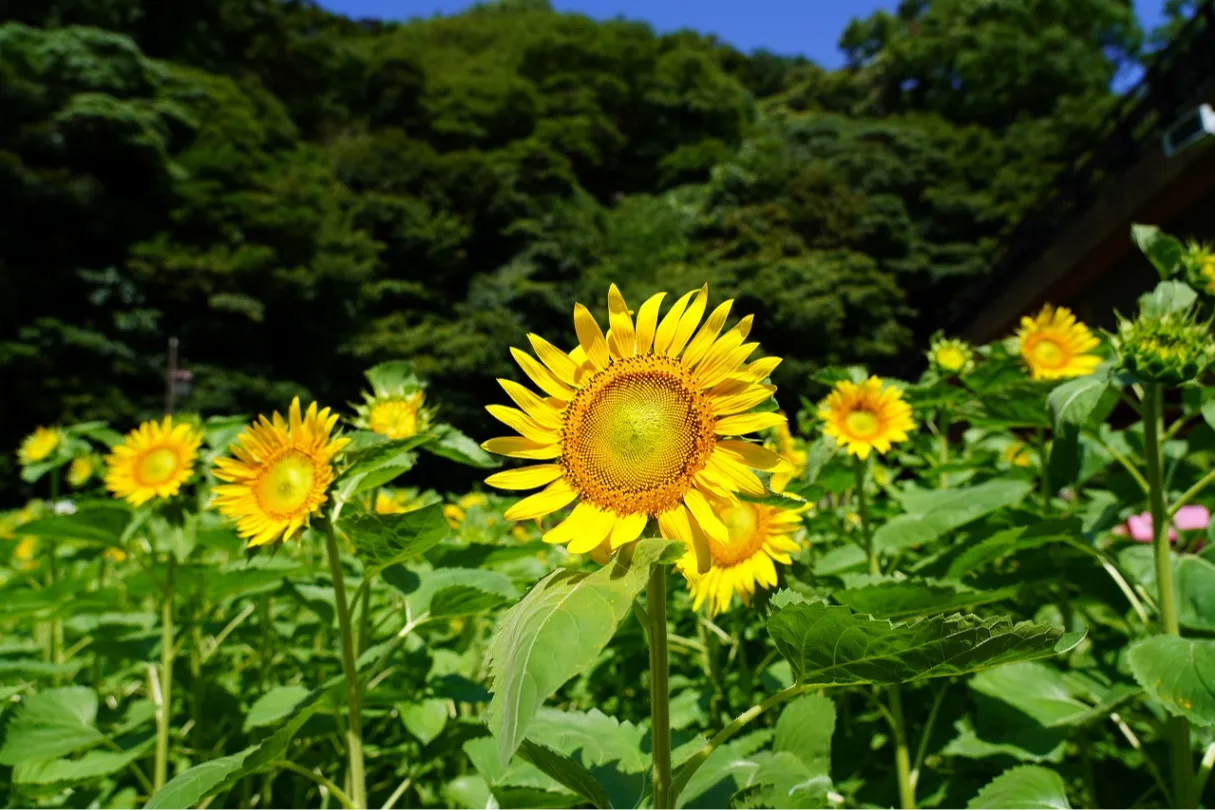 「ヒマワリ」の見頃【横須賀市くりはま花の国】_2