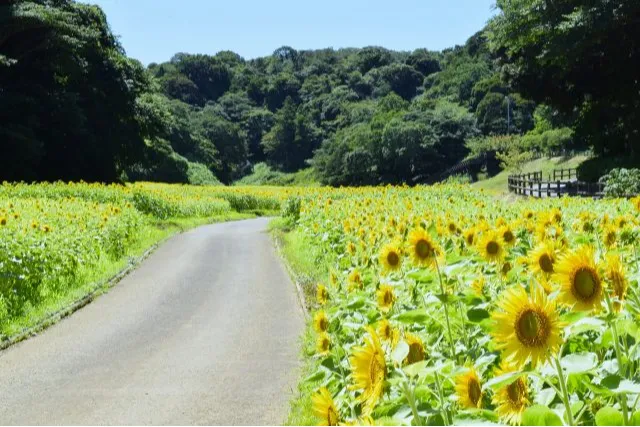 「ヒマワリ」の見頃【横須賀市くりはま花の国】_3
