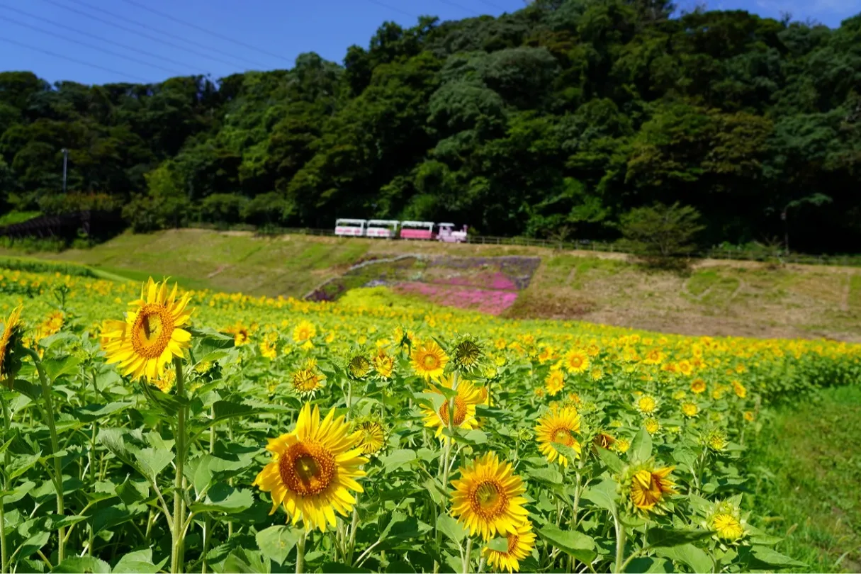 「ヒマワリ」の見頃【横須賀市くりはま花の国】_4