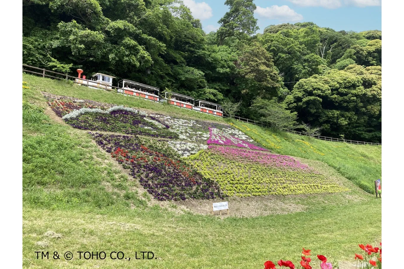 「ヒマワリ」の見頃【横須賀市くりはま花の国】_7