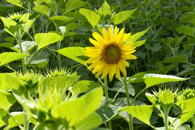「ヒマワリ」の見頃【横須賀市くりはま花の国】_6