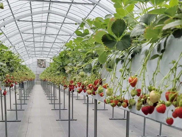 strawberry farm まあと工房　高級いちご狩り