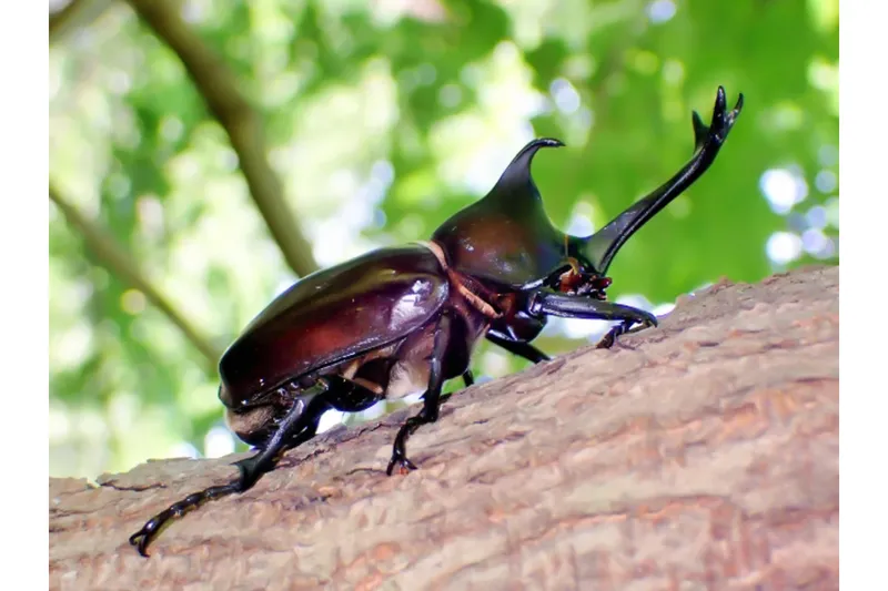 カブトムシ